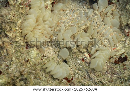 Dead Man Fingers in shallow water. White soft coral during low tide