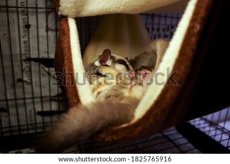 sugar gliders sleep soundly in the  pouch bag             