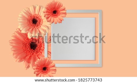 White wooden frame with pink orange gerbera daisy flowers.  Coral background with copy space
