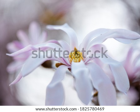 Beautiful and fragile Magnolia Flowers in Spring