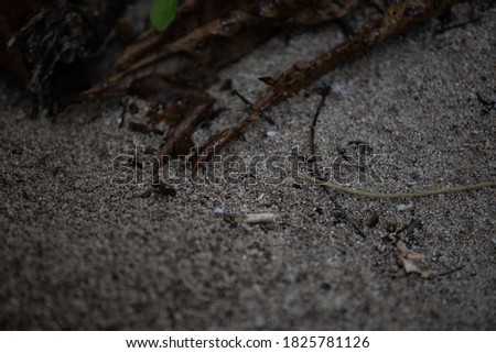 An ant on the beach in Costa Rica