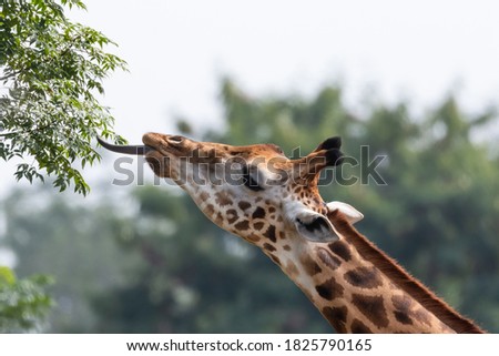 Portrait of Giraffe (Giraffa) in nature reserve eating leaf's from his long tongue. The giraffe is an African artiodactyl mammal, the tallest living terrestrial animal and the largest ruminant.