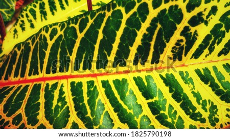 Green, red and yellow leaf colors combination for nature background.