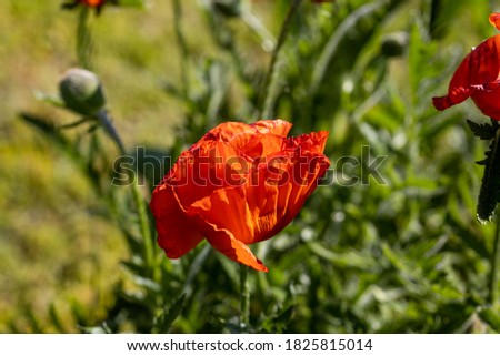 Red poppy flower. Sunny day, against a natural background.