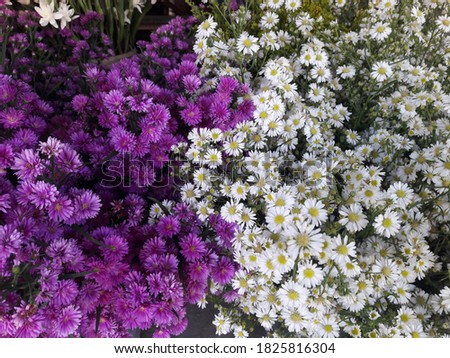 Purple daisy flower and white heath aster - fabulous filler flower for bouquets