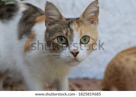 Photography of very cute cat