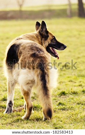 German shepherd in the park