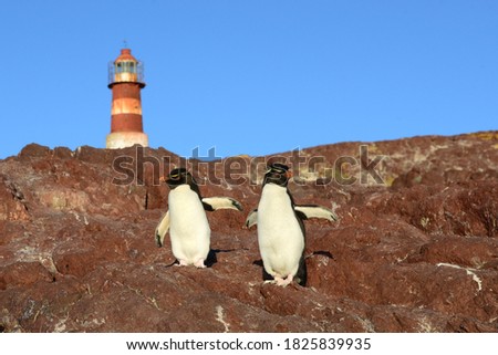 2 southern rockhopper penguins with lighthouse background - patagonia Argentina
 