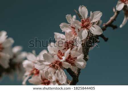 Blossom cherry almond flowers branch. Springtime end of winter. Blue sky