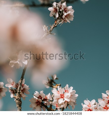 Blossom cherry almond flowers branch. Springtime end of winter. blurred flower and branches