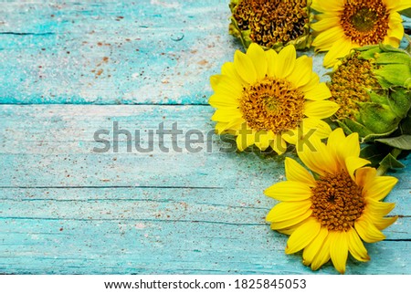 Fresh sunflowers on trendy turquoise wooden boards background. Bright fragrant flowers, rural still life, copy space