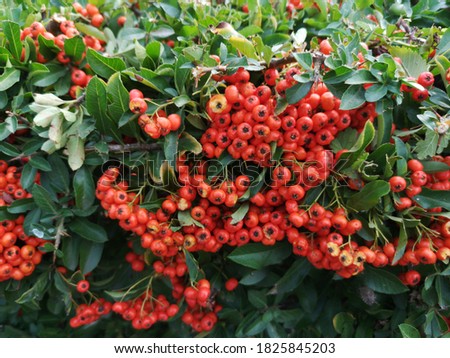 evergreen hedge with red berries in autumn pyracantha hedge berries