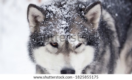 dog in winter in the snow, alaskan malamute