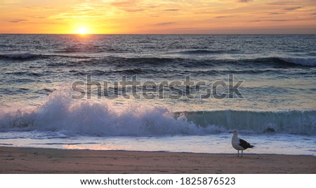 Beach in New Jersey in beautiful sunrise with seagull and splash of waves