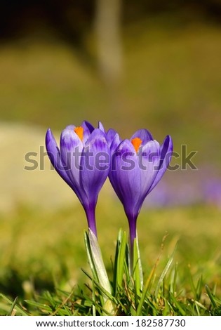 Purple crocuses in spring day
