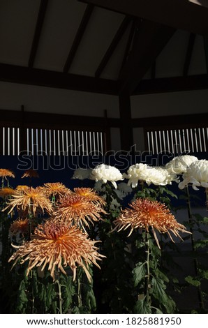 Light Cream Flowers of Chrysanthemum 'Atsubashiri' in Full Bloom
