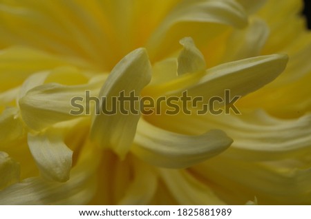 Soft Light Yellow Flower Center of Chrysanthemum 'Atsumono' in Full Bloom
