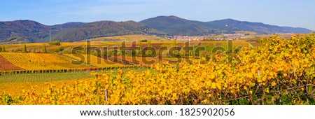 Colorful vineyards landscape in autumn,  Germany Palatinate region, banner