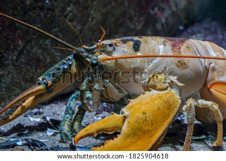 American lobster / Canadian lobster (Homarus americanus) underwater, crustacean found on the Atlantic coast of North America Royalty-Free Stock Photo #1825904618