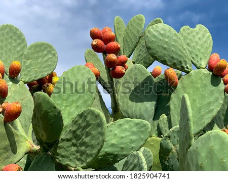 Sicilian Opuntia cactus plant with ripe prickly pears cactus fruits on the blue sky background Royalty-Free Stock Photo #1825904741