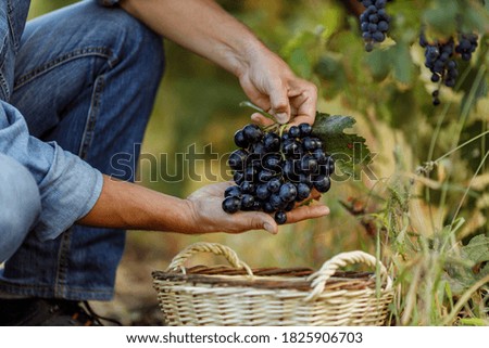 Man holding one brunch of dark purple grapes.