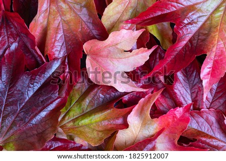 colorful background of scattered autumn leaves