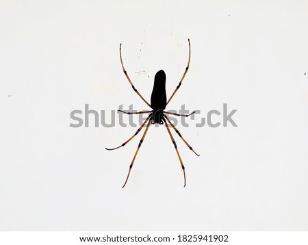 Black colored spider against white background, close up shot