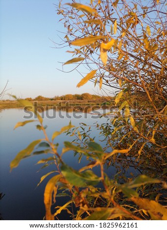 Lake through yellow leaves under blue sky