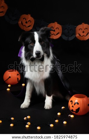 Border collie dog with Halloween costume is in the black background and prop