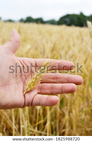Wheat in a hand from a farmer symbol picture summer harvest