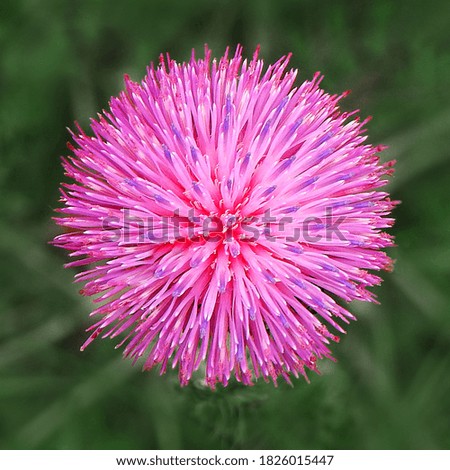 Beautiful meadow flowers close-up. Inflorescence thistle.