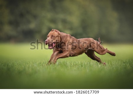 Fast and powerful female American Pit Bull Terrier running on green grass against the backdrop of a lush summer landscape