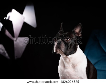 Studio Portrait of Boston Terrier on Blue Chair