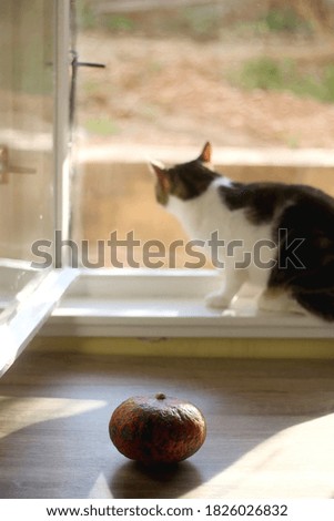 Red kuri squash and tabby cat on a table. Selective focus.