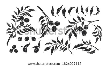Pecan set. Vector silhouette of tree, nut, leaves. Botanical illustration. Monochrome shape isolated on white background. Healthy organic protein food. Nature print