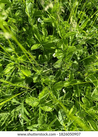 summer green grass in Russia