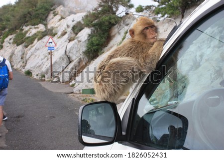 Barbary macaque (Macaca sylvanus) Gibraltar  (UK)