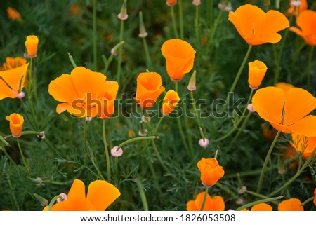 Orange Poppys in Bloom, Spring Time 