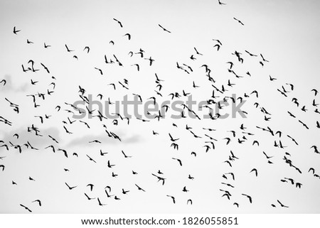 Abstract nature. Flying birds. Sky background. Starlings.