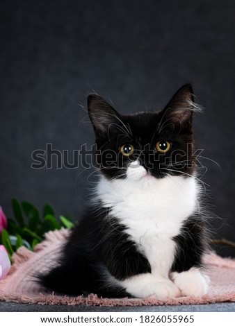 cute adorable playfull munchkin kitten 