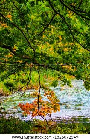 beautiful lake view through yellow leaves