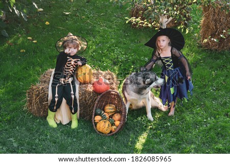 The concept of child friendship, peace, kindness, childhood. Composition of pumpkin and Halloween decorations for children in garden