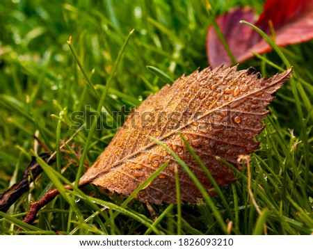 Close-up picture of an isolated fallen down from a tree brown faded leaf covered with drops of morning dew laying on a green wet fresh grass 