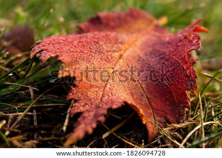 macro picture of a fallen faded red leaf covered with drops of morning dew laying on a wet green grass in the lawn