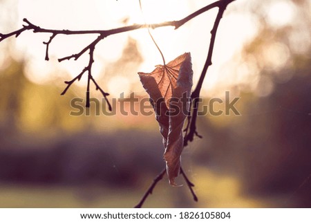 Single dry brown linden leaf on a tree branch at sunny autumn day