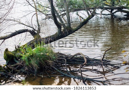 Close-up photo of branches with leaves falling into the gray water of the river, like a tree growing out of the water