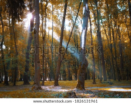 Magical autumn forest in golden tones. Sunny morning in the colorful autumn forest. Beautiful background