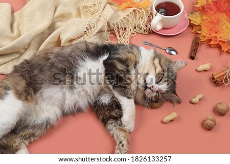 Autumn composition flat lay, tea, sleeping cat, remote work, minimal business concept. Modern woman's work desk. Home office in a pandemic, stay home