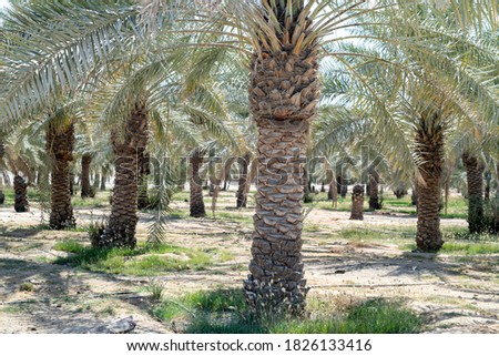 Date palm cultivation in Qatar