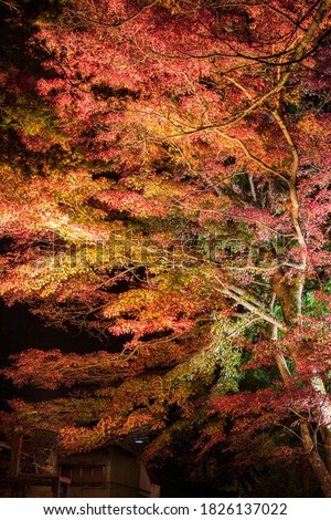 Autumn leaves festival Illumination in Japanese park.